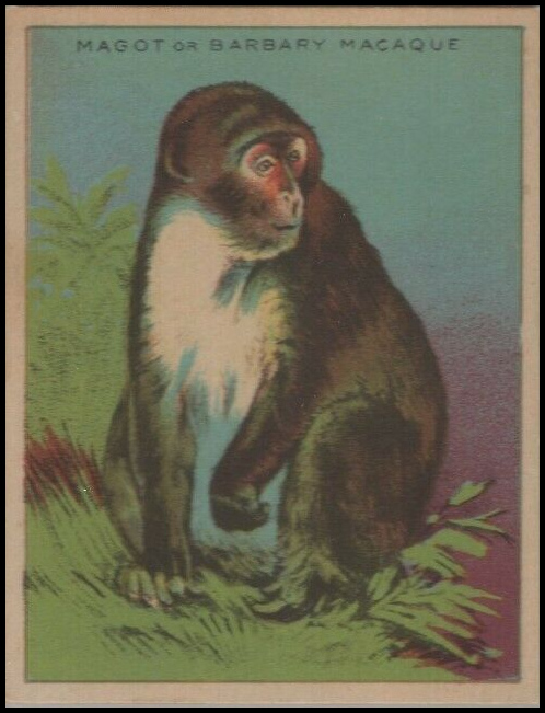 V255 61 Magot or Barbary Macaque.jpg